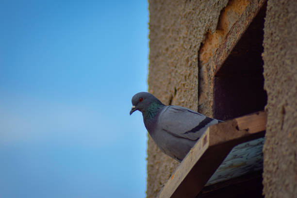 Pigeon on the roof, in very nice suny days, in a village, in Pakistan
