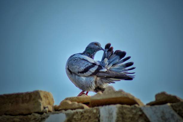 Pigeon on the roof, in very nice suny days, in a village, in Pakistan