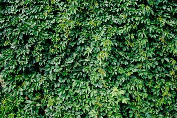istock Green leaf texture. Leaf texture background. Shape and pattern of freshness green leaves for the natural background and wallpaper 2187151112