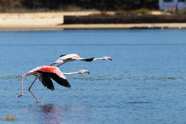 istock Flamingos in Portugal 2187151402