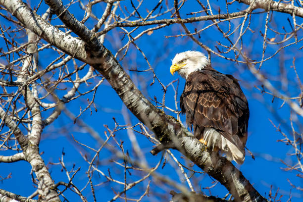 istock Adult bald eagle (Haliaeetus leucocephalus) in a tree with a blue sky 2187153649