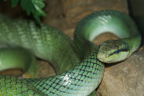 istock Close up head red tailed rat snake in garden 2187155092