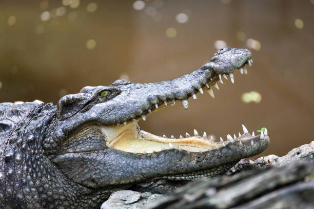 istock Close up crocodile is action show head in garden 2187155131