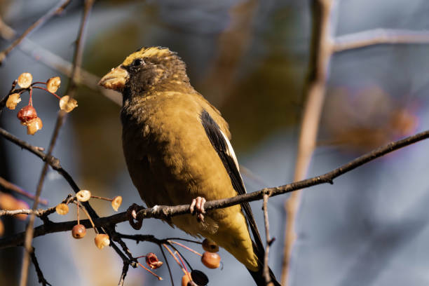 Evening grosbeak (Hesperiphona vespertina) eating berries in the sunlight