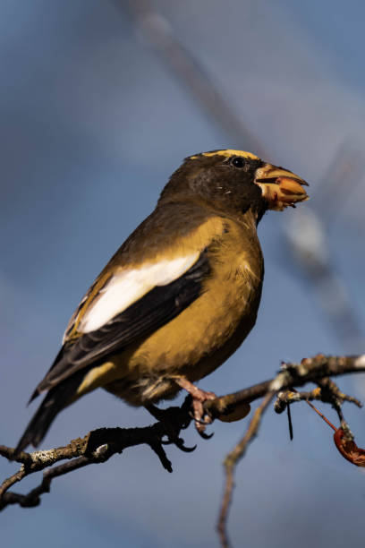 istock Evening grosbeak (Hesperiphona vespertina) eating berries in the sunlight 2187155905