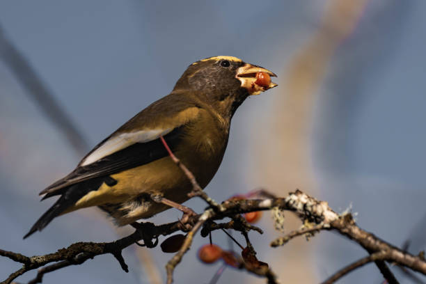 istock Evening grosbeak (Hesperiphona vespertina) eating berries in the sunlight 2187155908