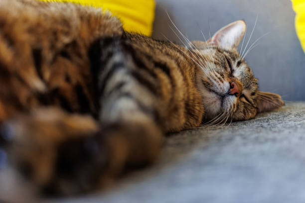 istock Tabby cat peacefully sleeping on a cozy surface, showcasing its soft fur and relaxed expression. 2187156247
