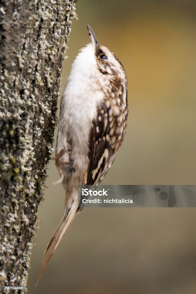 Tree Creeper Mod Brown Creeper Also Known As The American Treecreeper On A Tree Stock ...