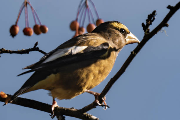 istock Evening grosbeak (Hesperiphona vespertina) eating berries in the sunlight 2187157517