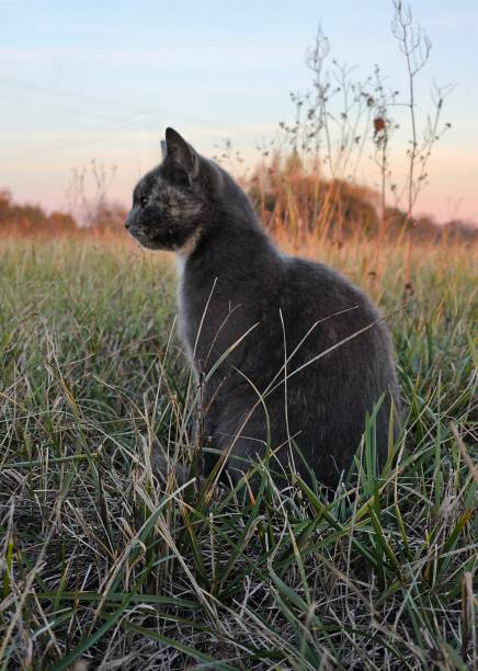 istock A beautiful grey cat in a meadow 2187157631