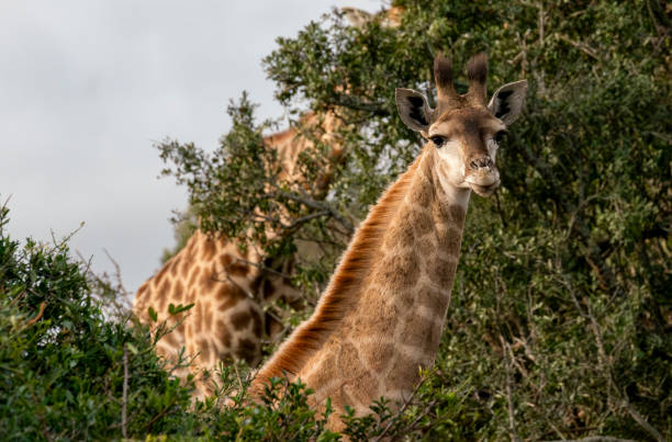 istock Reticulated Giraffe in a South African Game Reserve. 2187158804