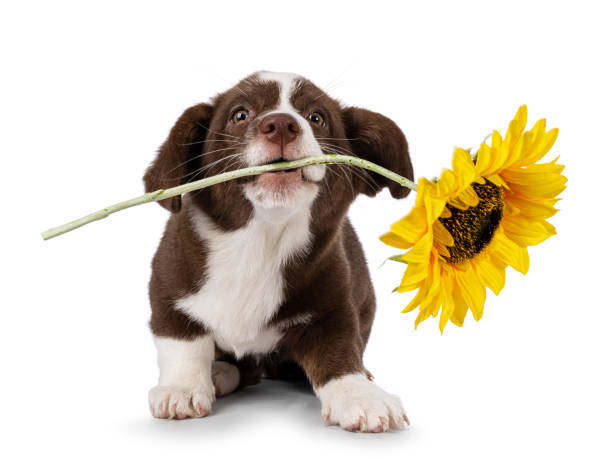 istock Welsh Corgi Cardigan on white background 2187158895