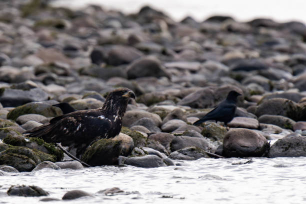 istock Juvenile bald eagle sitting on a riverbank 2187159039