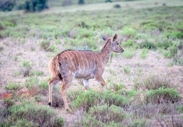Female Nyala in a South African Game Reserve.