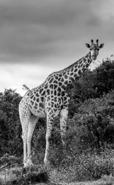 istock Reticulated Giraffe in a South African Game Reserve. 2187159186