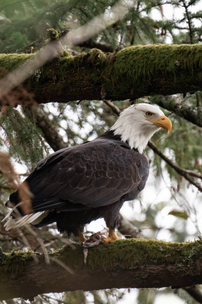 istock Adult bald eagle on a tree branch with prey 2187160839