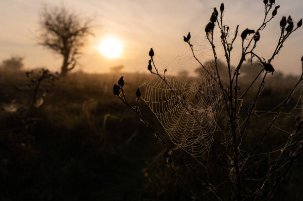 A close-up of a delicate spiderweb glistening with morning dew, set against a backdrop of golden sunrise and misty fields. The soft light enhances the intricate details of the web, creating a tranquil and ethereal scene.