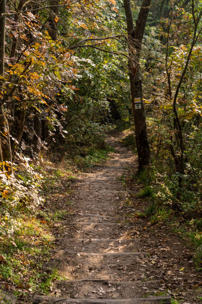istock Shaded forest on the Tihany Peninsula nature trail 2187160997