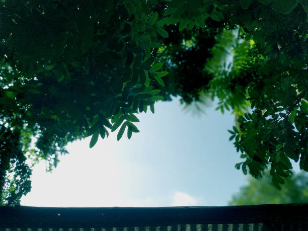 Green trees against the beautiful blue sky and sun.