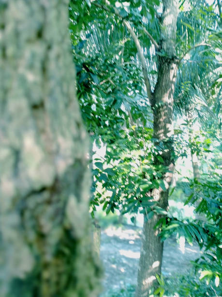 Tree close up photo in the forest