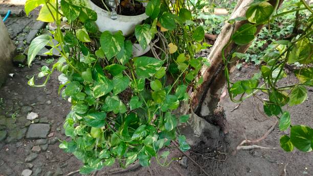 istock Ivory betel plant 2187163470