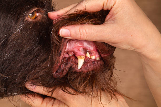 istock the owner examines the teeth of his dog 2187163621