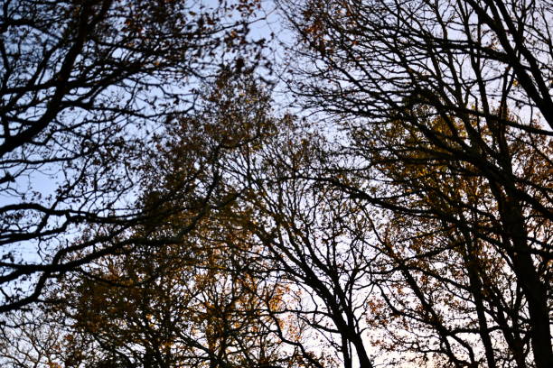 forest tress in autumn