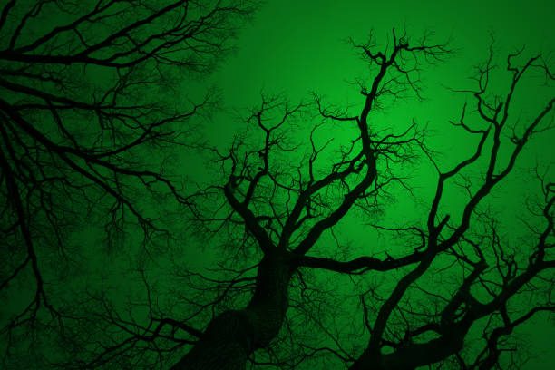 Silhouette of a tree in the night. Leafless Oak tree branches silhouette. Black and green. Natural oak tree branches on a green background. Silhouettes of a dark forest with textured trees. Spring