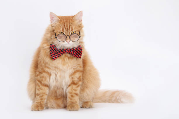 istock Smart Cat. Ginger cat wearing glasses and red bow tie looking at the camera. Perfect for pet-themed content, humorous projects, and advertising materials. Day of knowledge, study, science student 2187165151