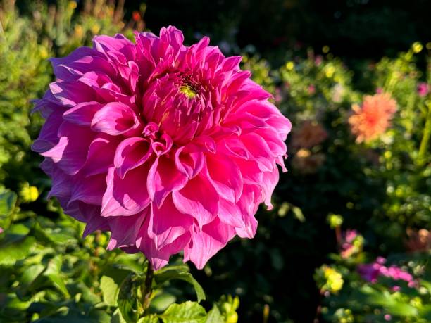 istock Dahlia flower pink gorgeous bloom 2187165169
