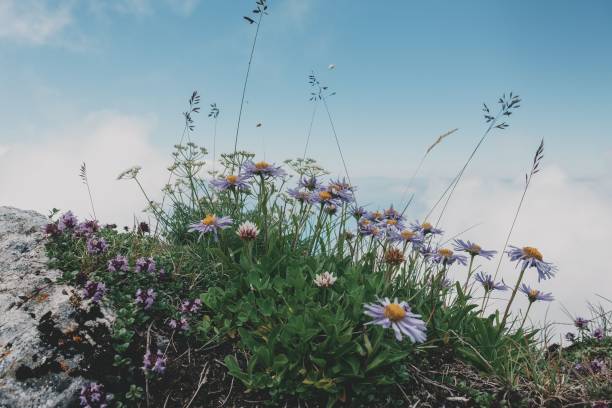 Wildflowers on a rocky mountain slope under a clear blue sky, capturing the beauty of nature and tranquility.
