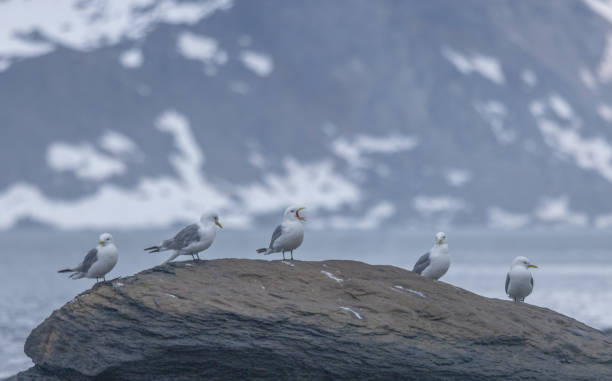 istock Resting Rock of Seabirds, Arctic 2187165610