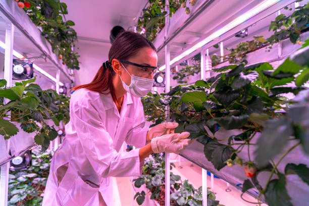 istock A scientist inspects plants on multi level indoor shelves under pink grow lights, focusing on vertical farming research. The setup emphasizes sustainable agriculture and controlled environment growth. 2187166314