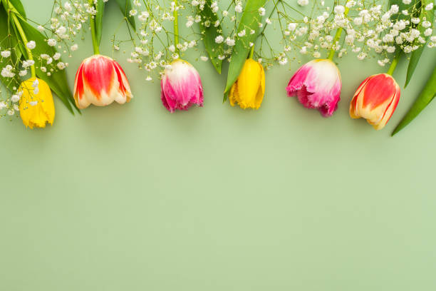 istock Spring background with tulips and gypsophila 2187168535