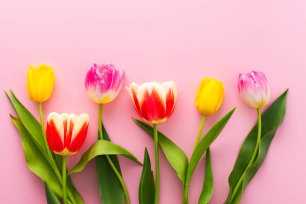 istock Spring background with tulips and gypsophila 2187168552