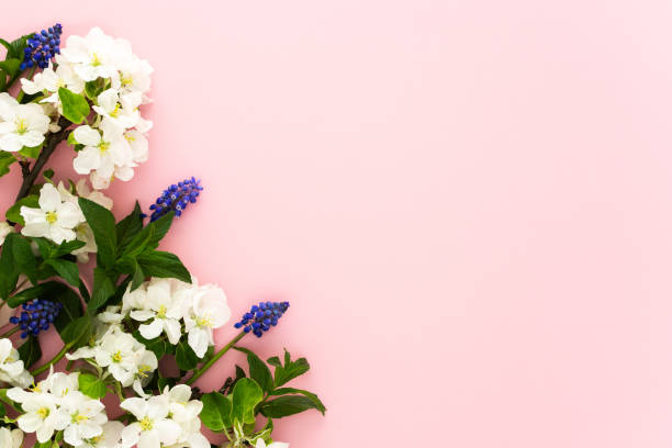 istock Blossoming apple tree branches and mint leaves and flowers Muscari 2187168569