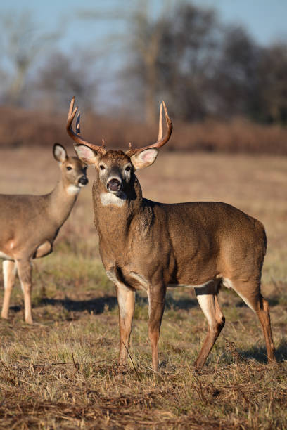 White Tailed Deer Buck and Doe druning rut