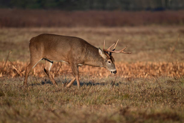 istock White Tailed Deer Buck in an agriculture field 2187170279