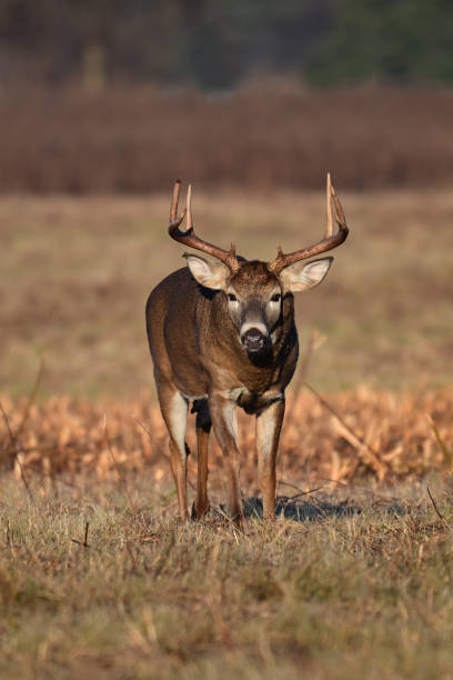 istock White Tailed Deer Buck in an agriculture field 2187170347