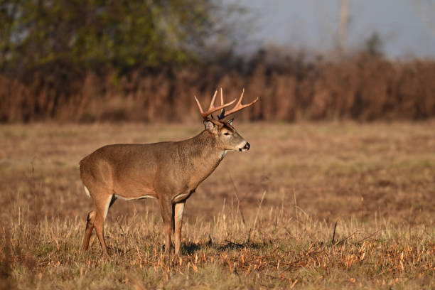 istock White Tailed Deer Buck in an agriculture field 2187170361