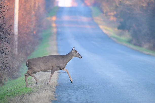 istock White-tailed Deer doe crossing the road 2187170762