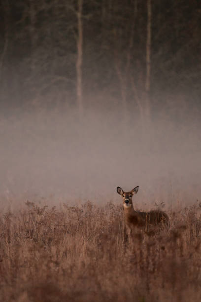 White Tailed Deer doe in a msity morning meadow