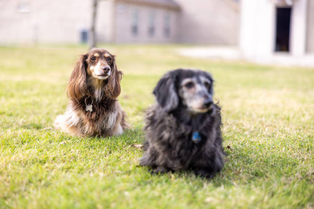 Longhaired dachshund outdoors