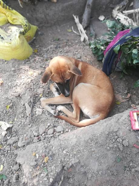 istock The dog view which is seat on the soil 2187171932