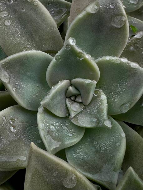 A detailed close-up of a green succulent plant with water droplets on its fleshy leaves. The natural texture and symmetrical patterns of the plant are highlighted, creating a calm and refreshing composition.