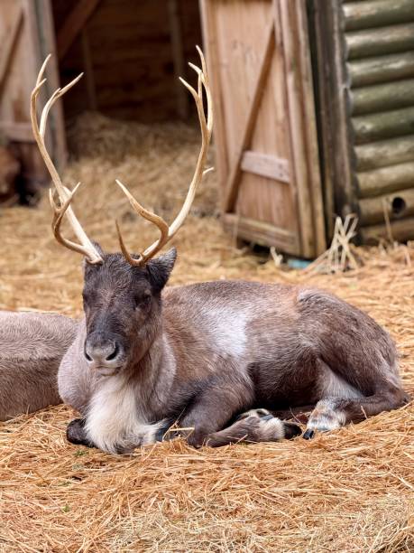 Reindeer resting on a pile of straw