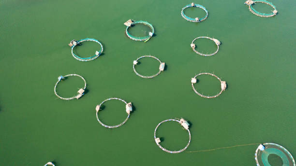 istock Fish farm with cages. Philippines. 2187174509