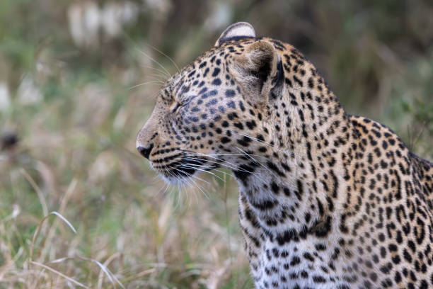 istock Portrait of a leopard in Masai Mara 2187174576