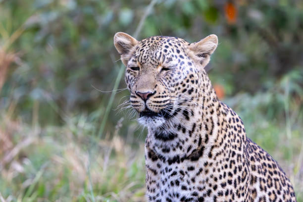 istock Portrait of a leopard in Masai Mara 2187174587