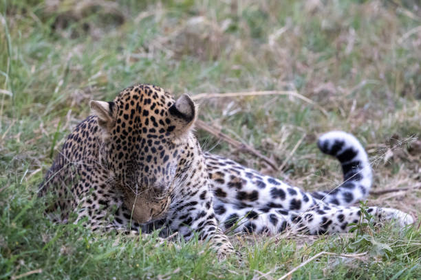 istock Leopard sitting alone in the Masai mara grassland 2187174620